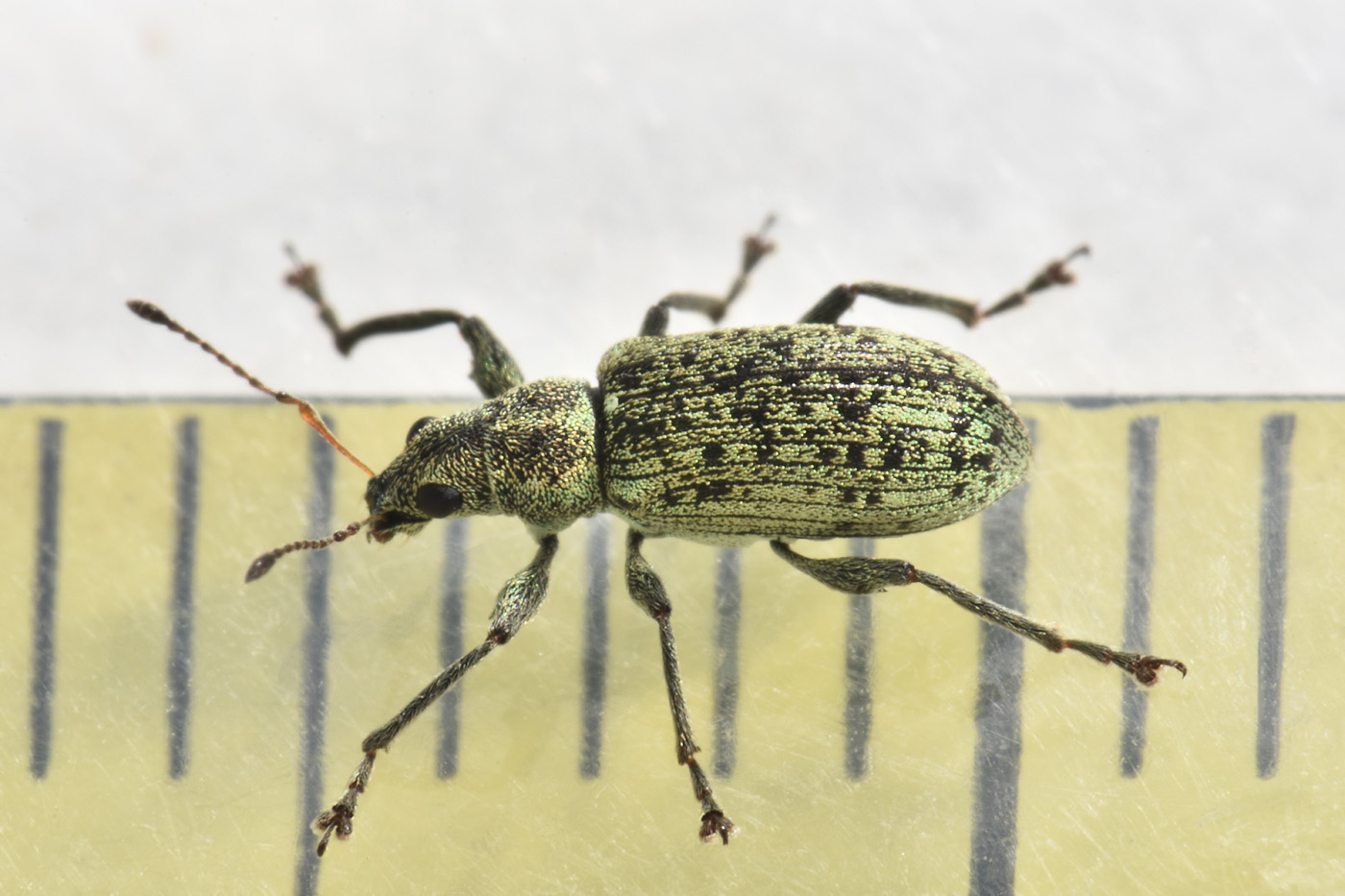 Curculionidae: Polydrusus cervinus?